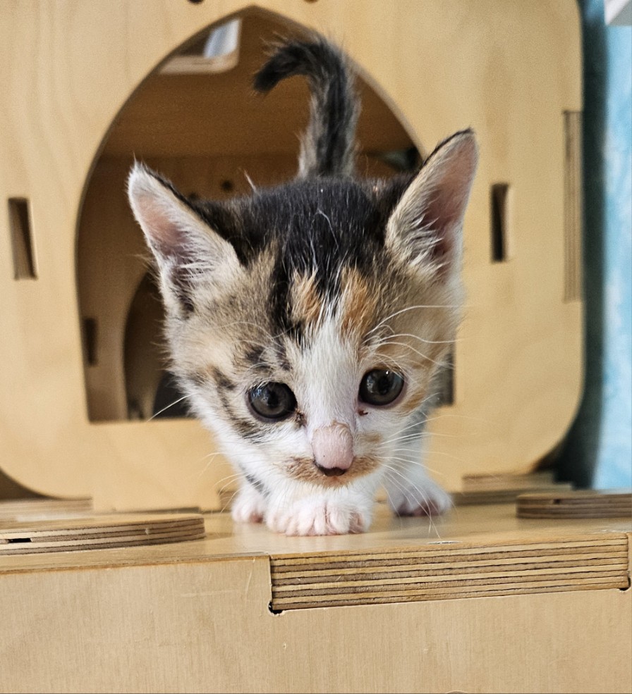 보호중 한국 고양이…